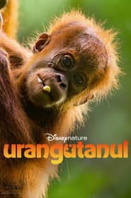 Urangutanul