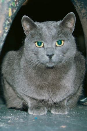 Slavko (Aki) the cat