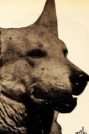 Lightning the German Shepherd