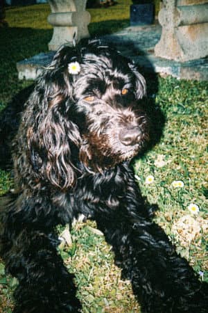 Ulysse The Dog Actor