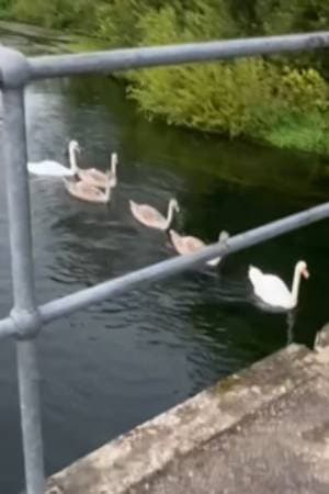 Geese