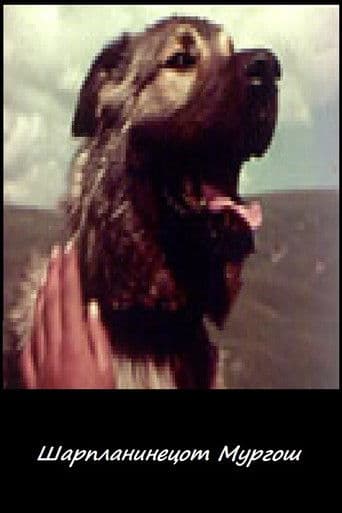 Шарпланинецот Мургош