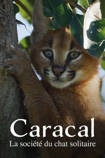 Caracal: La Société du chat solitaire