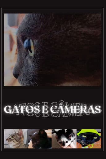 Gatos e Câmeras