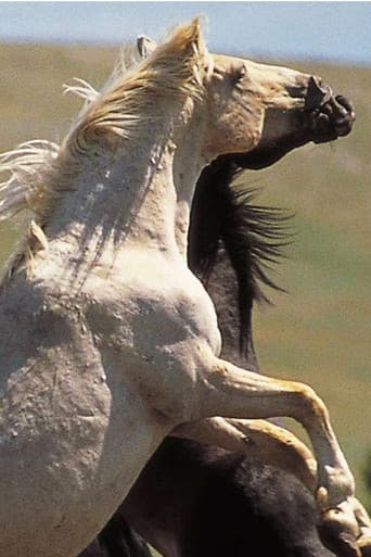 Cloud: Wild Stallion of the Rockies
