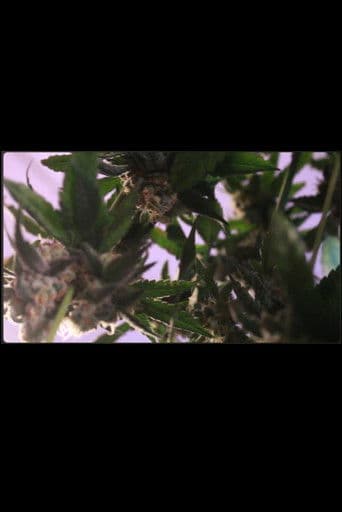 Experimental Documentary: Farmingish