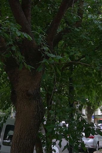 Los Pequeños Detalles De La Vida