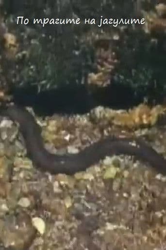 По трагите на јагулите