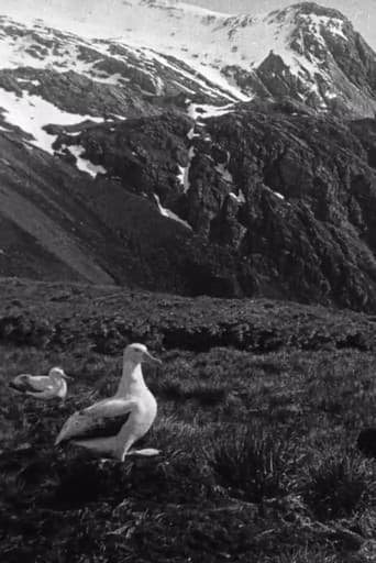 Shackleton South Georgia Birds