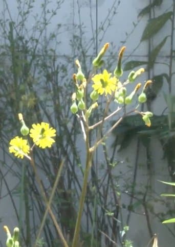 志郎康さんの印象