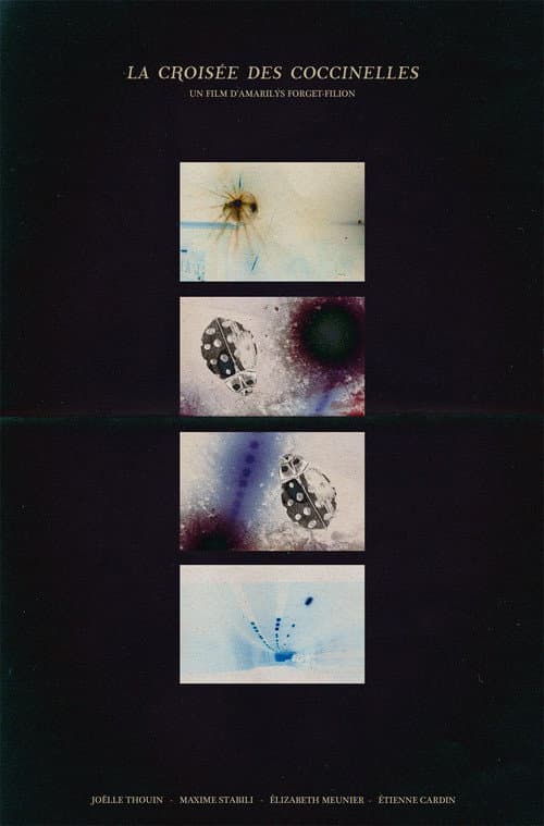 La croisée des coccinelles