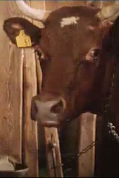 Del av den värld som är din : en kofilm