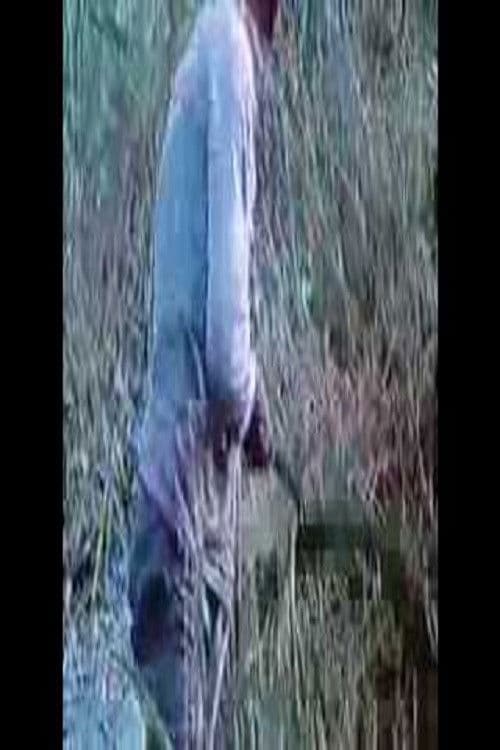 شوا أبو أحمد