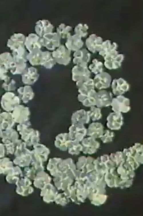 Незабравки