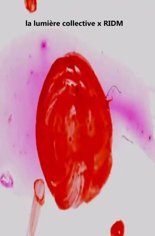 la lumière collective x RIDM