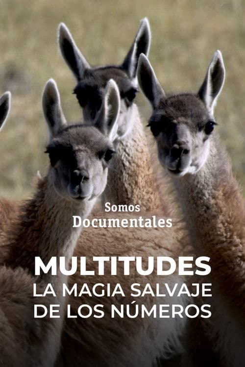Multitudes: la magia salvaje de los números