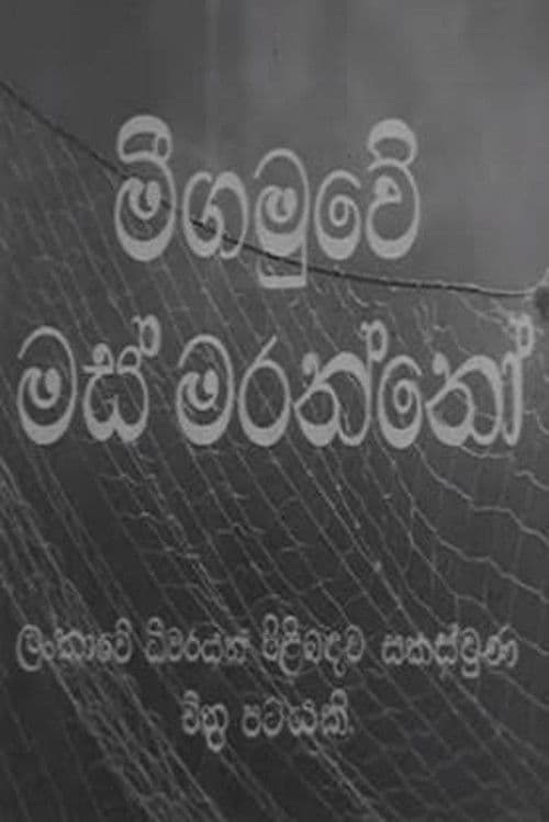 මීගමුවේ මස් මරන්නෝ