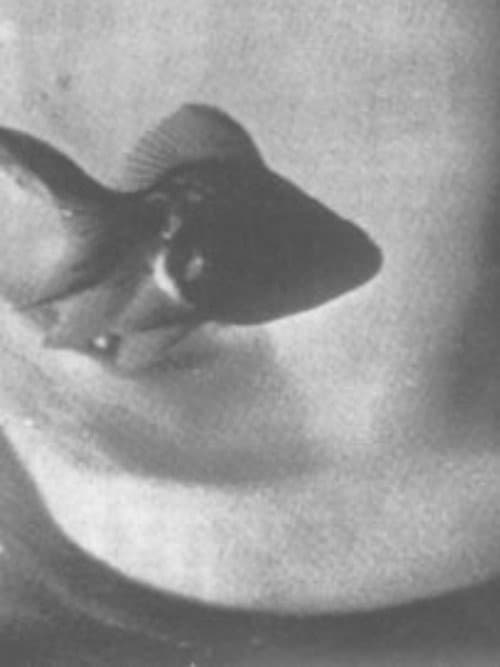 Conversation Between Nail and Stocking