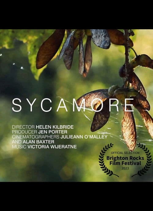 Sycamore