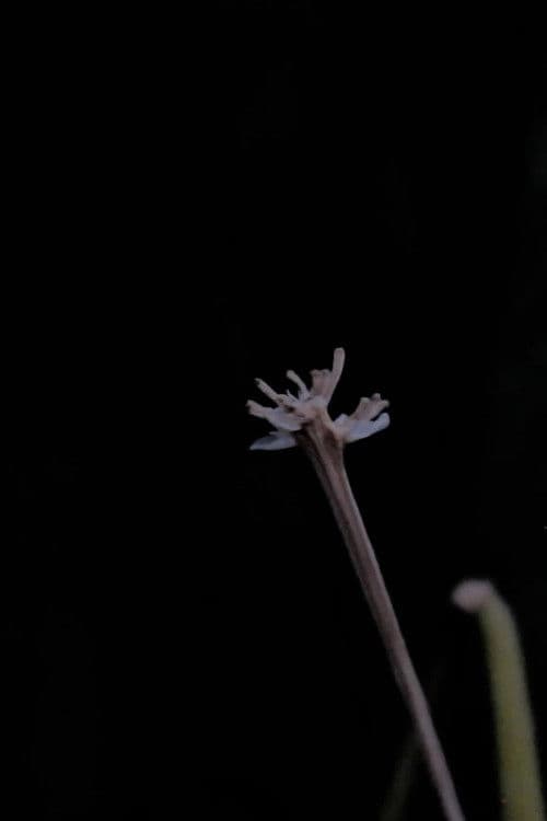 Querer de infância ou ritos de passagem para Moema