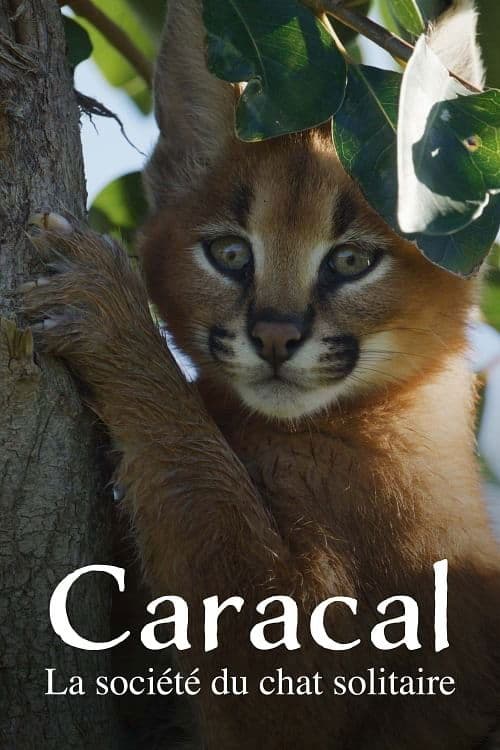 Caracal: La Société du chat solitaire