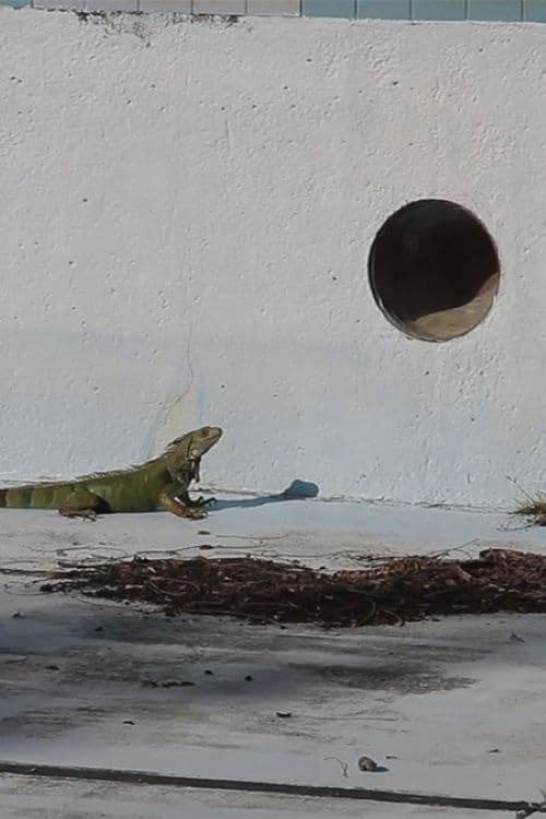 Ojos para mis enemigos