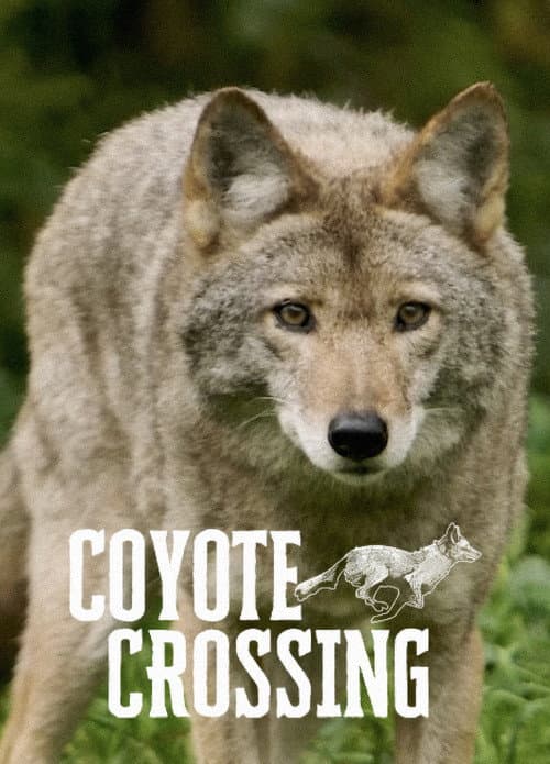 Coyote Crossing