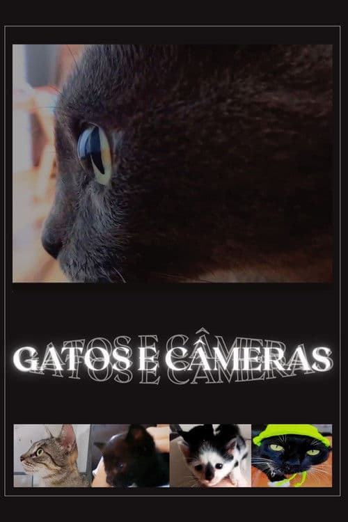 Gatos e Câmeras