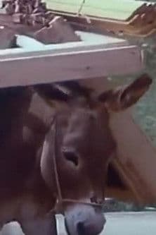 O ljudima i magarcima