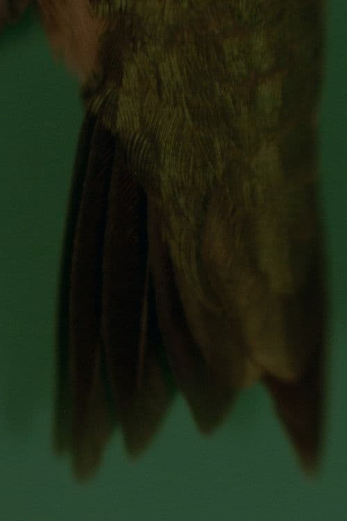 How a Sprig of Fir Would Replace a Feather