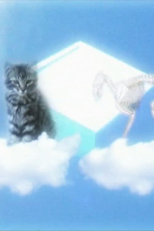 Le Chat De Shrodinger