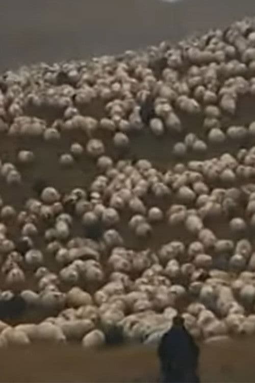 Íslenskt forystufé