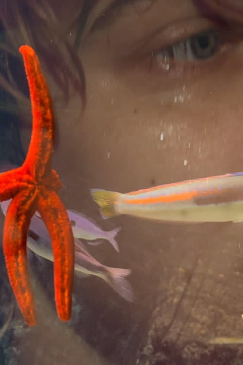 Four for See Beauties