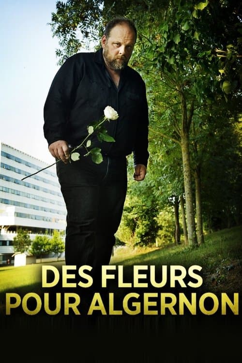 Des fleurs pour Algernon