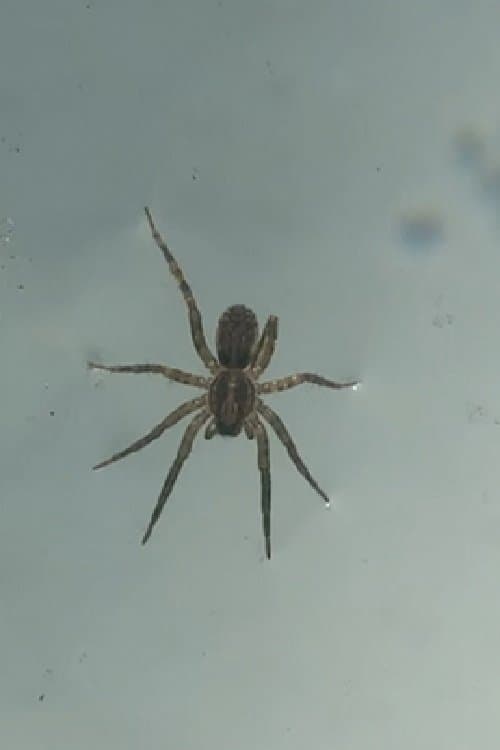 Mirno idem krivim putem