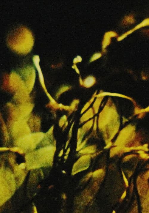 A Study in Natural Magic