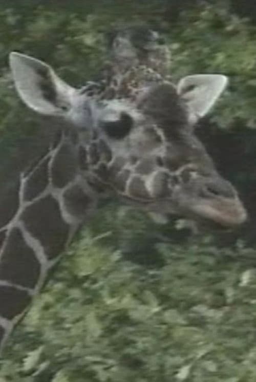 Luis Bunuel Die Flecken der Giraffe