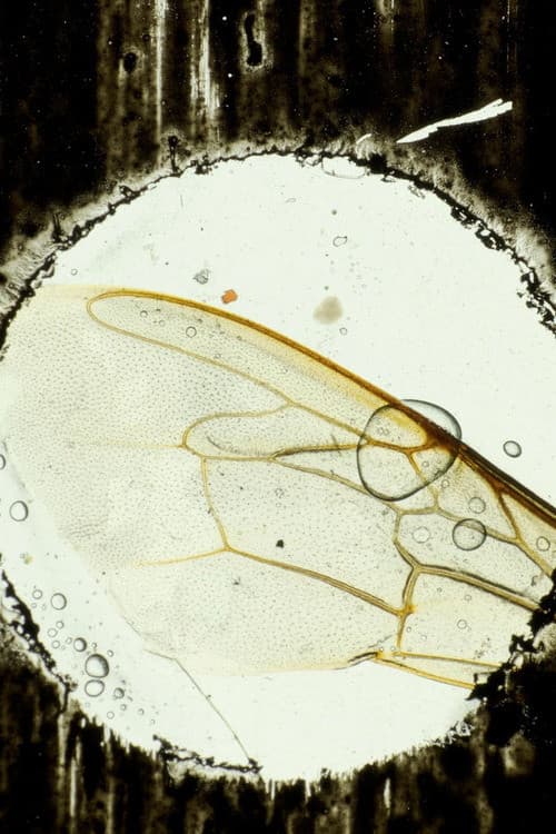 Hasta el cementerio de Flores