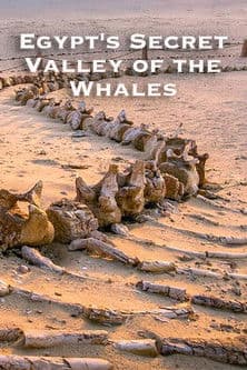 Egypt's Secret Valley of the Whales