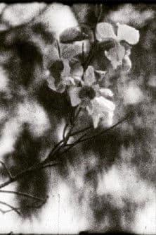 Mil días, mil noches