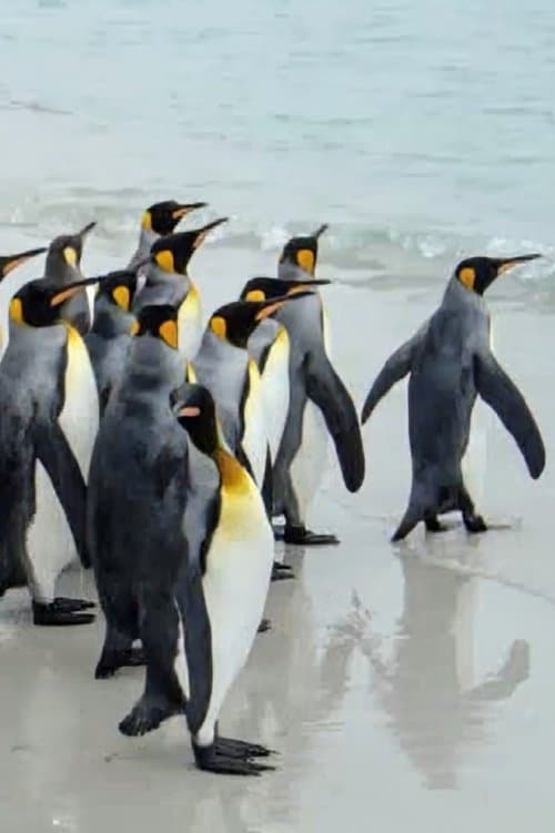 King Penguins in North Malvinas