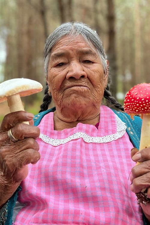 Daughters of the Forest: Mycelium Chronicles