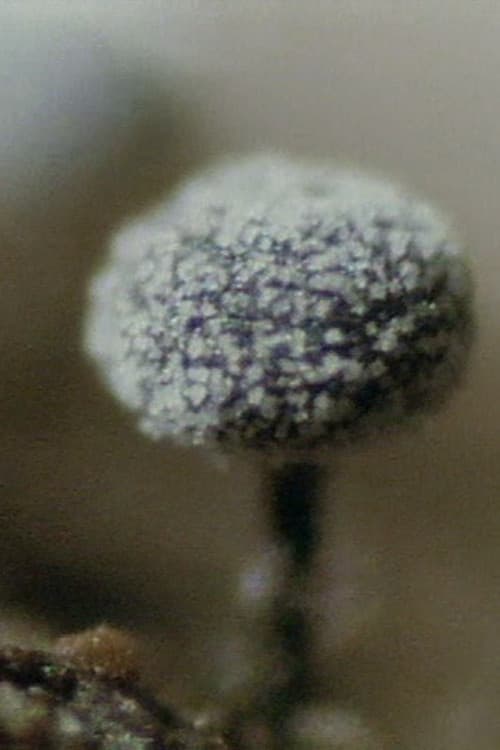 真正粘菌の生活史