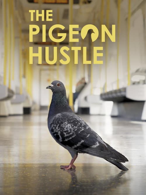 The Pigeon Hustle