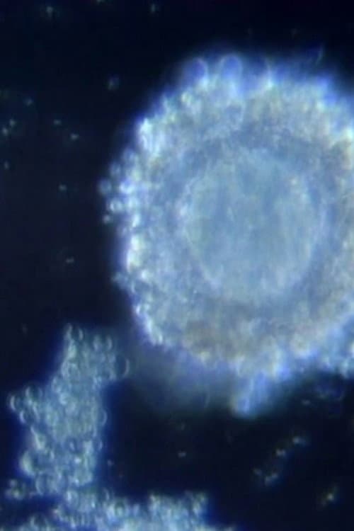 Fécondation in video