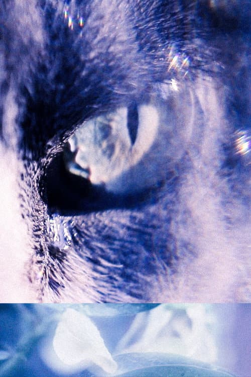 Con los Ojos de mi Gato