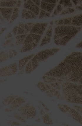 Organ Rhythms Under the Rain