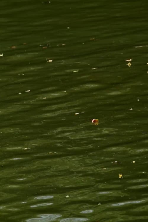 Haikus 2: Waters