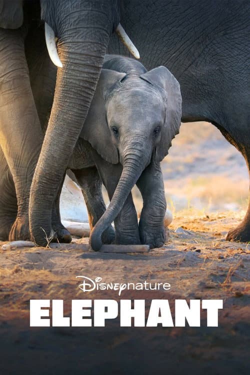 Elefantul