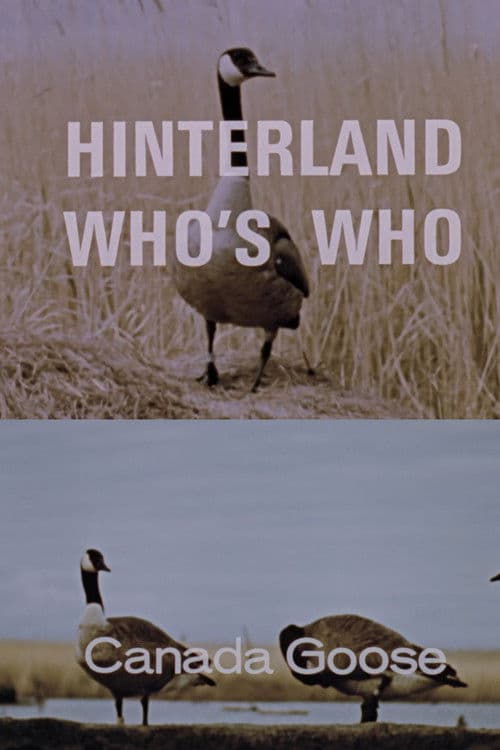 Hinterland Who's Who: Canada Goose